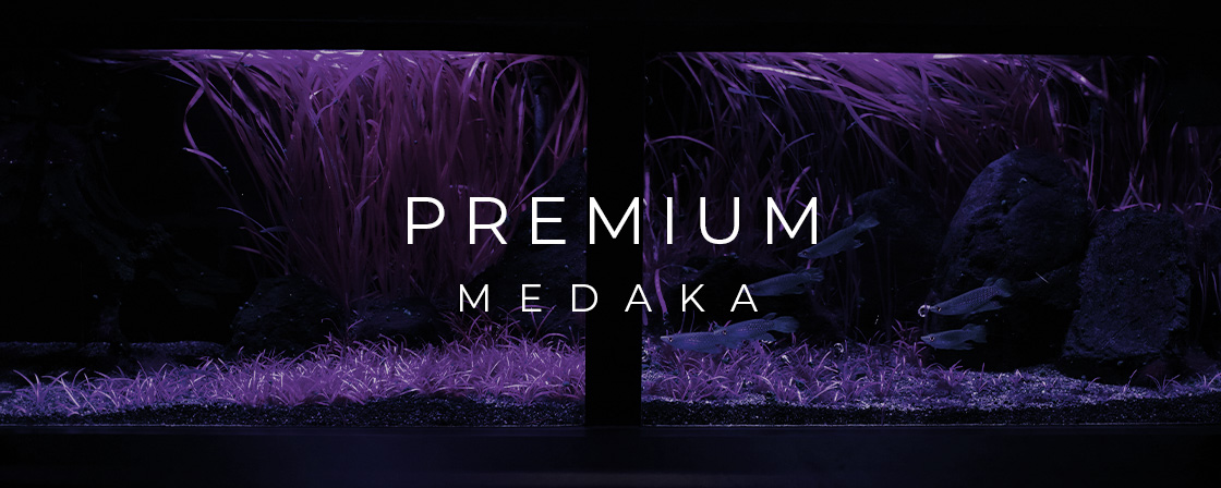 PREMIUM MEDAKA